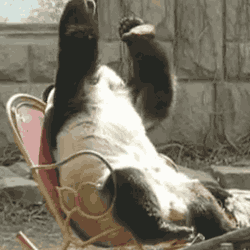 Panda_facepalm.gif